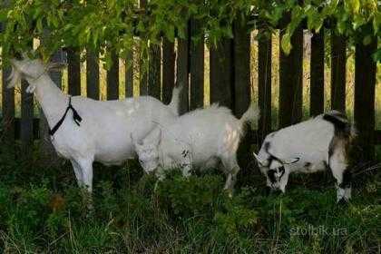 Орловская пород коз: подробности для козоводов - основные характеристики, условия содержания и разведения