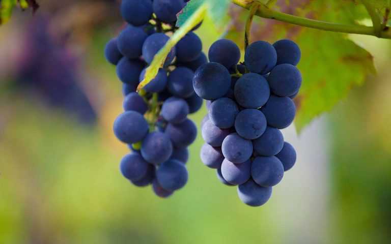 Фунгициды для винограда: нового поколения, куративные, системные