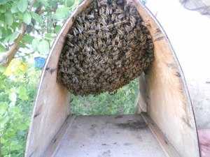 Ловушка для пчел своими руками: для чего применяются в пчеловодстве, внешний вид, отличие от роевни. Варианты самостоятельного изготовления ловушки и роевни, способы ловли пчел, пересадки роя в улей.