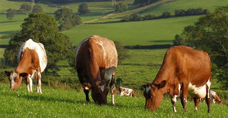 Бестужевская порода коров: характеристики, содержание и уход