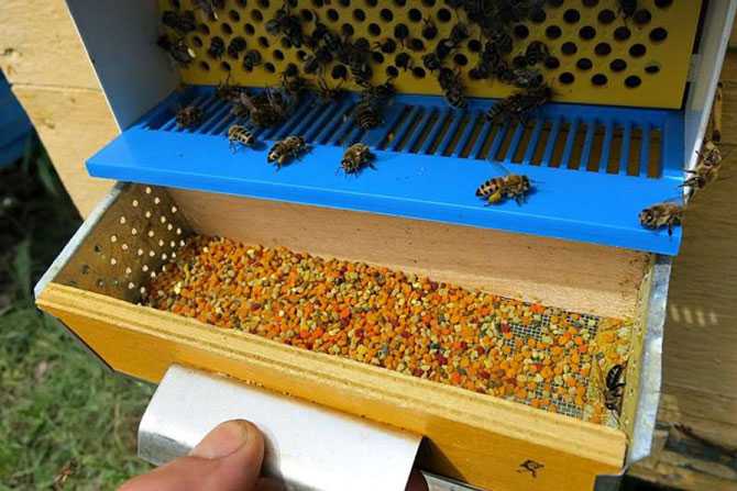 Роль пчел в опылении растений и процесс опыления, виды сельскохозяйственных культур, как привлечь на участок