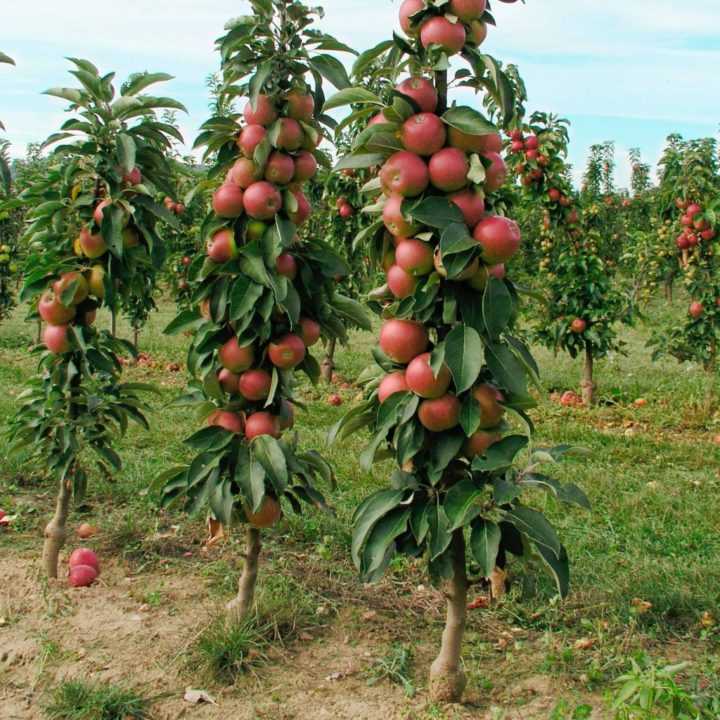 Алыча слива: секреты выращивания ароматных плодов