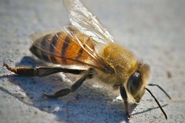 Чем опасны африканские пчелы-убийцы?