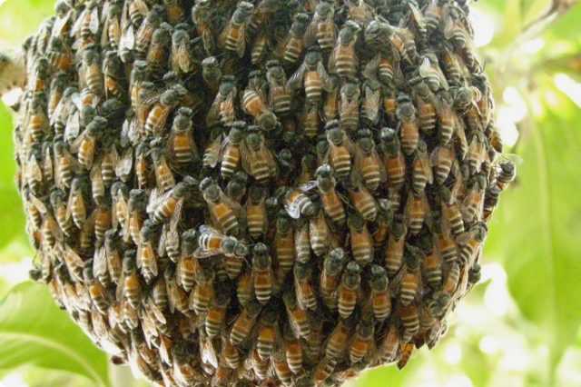 Как предотвратить роение пчел: противороевые приемы