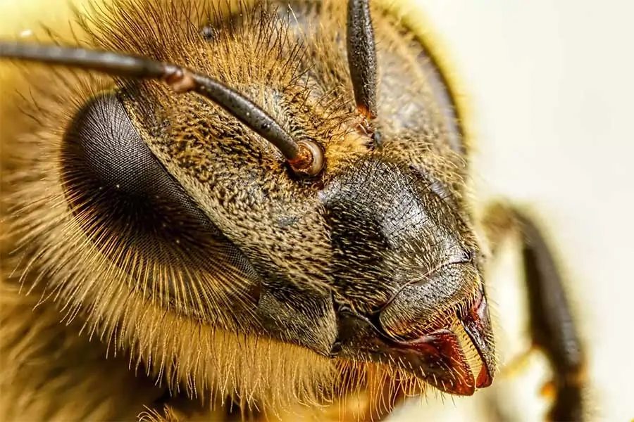 Как устроена пчела:  глаза, крылья, лапки, пищеварение