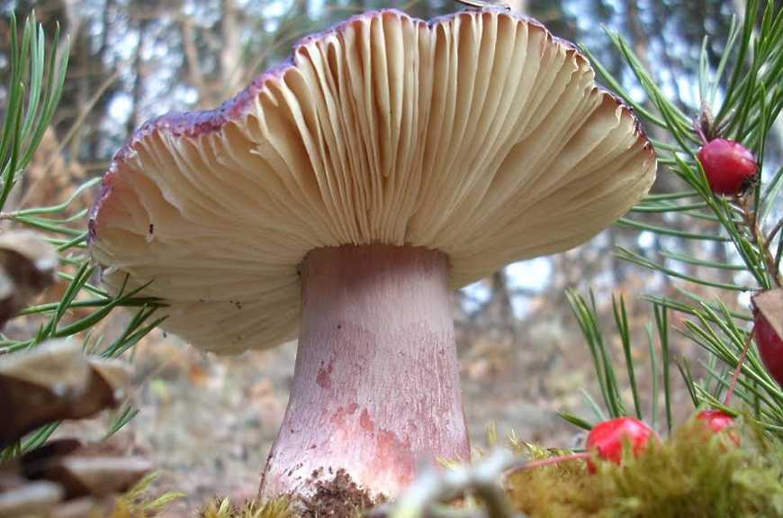 Белый степной гриб