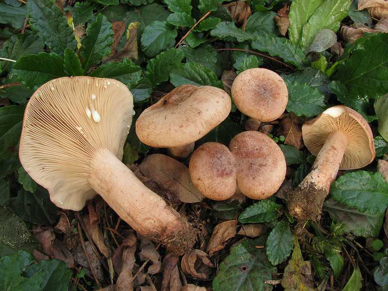 Как узнать съедобный пластинчатый гриб груздь дубовый. Где и в какой сезон растет вид. Тонкости приготовления к засолке груздей дубовых.