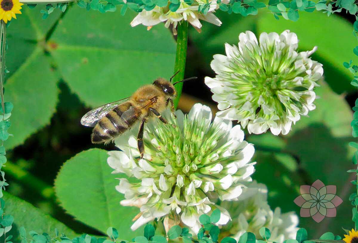 Какие из медоносных растений сеять для пчел