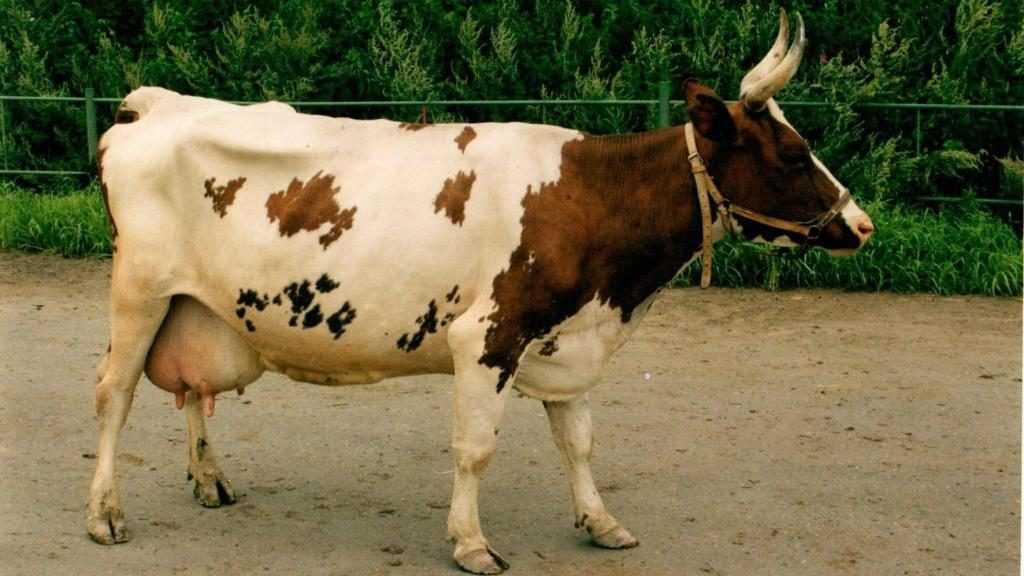 Айрширская порода коров, описание, отзывы, продуктивность с фото и видео