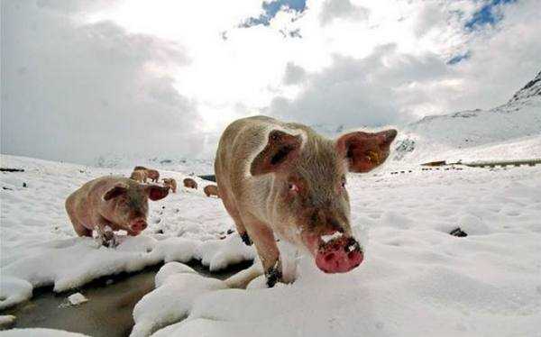 Как содержать свиней зимой: можно ли держать животных на улице, какую температуру они выдерживают, особенности опороса в холодный период. Правила содержания свиней в холодном сарае, способы обогрева.