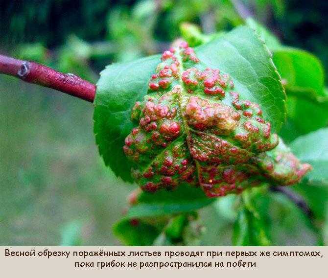 Курчавость листьев персика: меры борьбы, способы профилактики и лечения