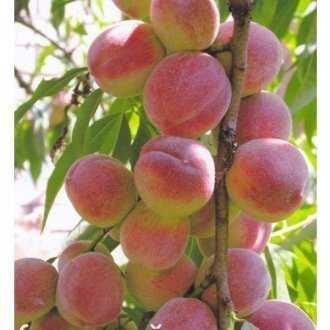 Особенности плодоношения высокоурожайного киевского раннего персика