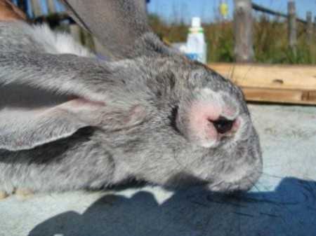 Болезни кроликов: фото, симптомы и их лечение, видео