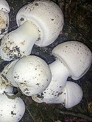 Первая помощь при отравлении грибами: что делать, правила оказания | food and health