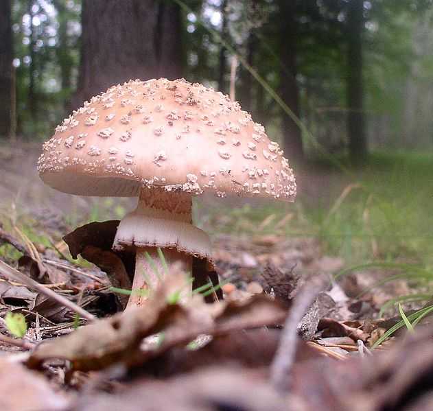 Съедобные грибы: фото и названия