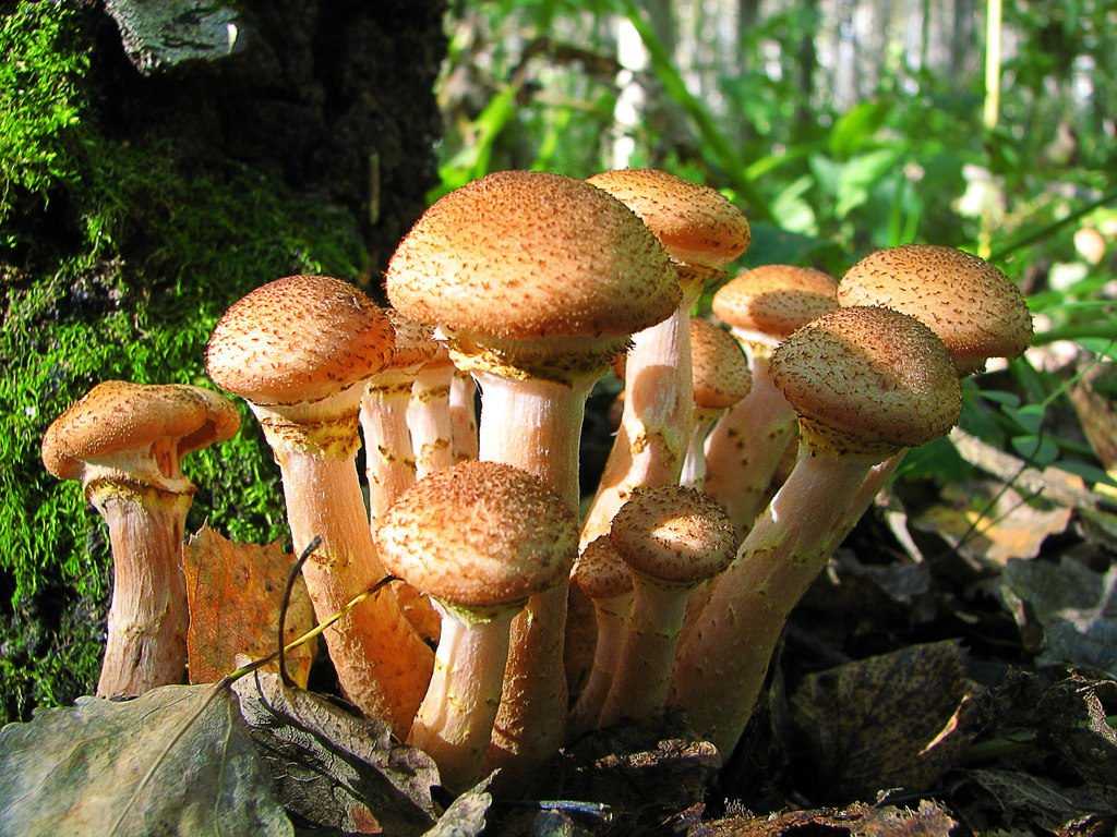 Зимние опята (фламмулина бархатистоножковая, латин. flammulina velutipes): фото, описание, как выглядят, когда собирать и грибы от ложных двойников
