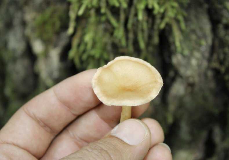 Говорушка подогнутая — описание, где растет, ядовитость гриба
