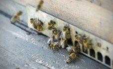 Ловушка для пчёл
