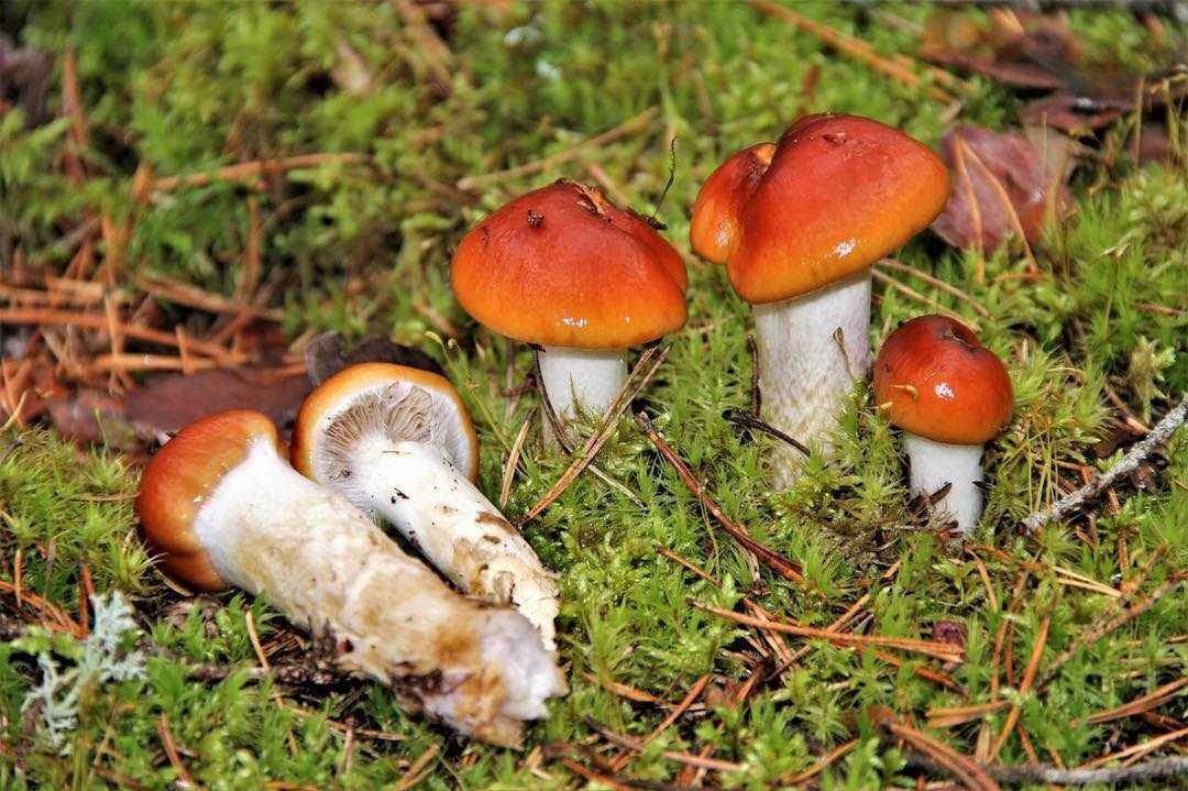 Колпак кольчатый (cortinarius caperatus) –  грибы сибири