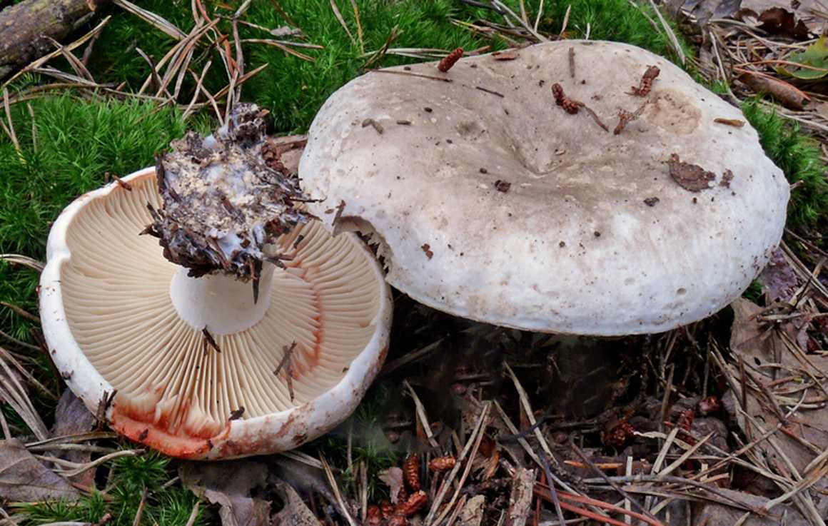 Ложные и ядовитые сыроежки: их фото и как отличить от съедобных грибов? | рутвет - найдёт ответ!