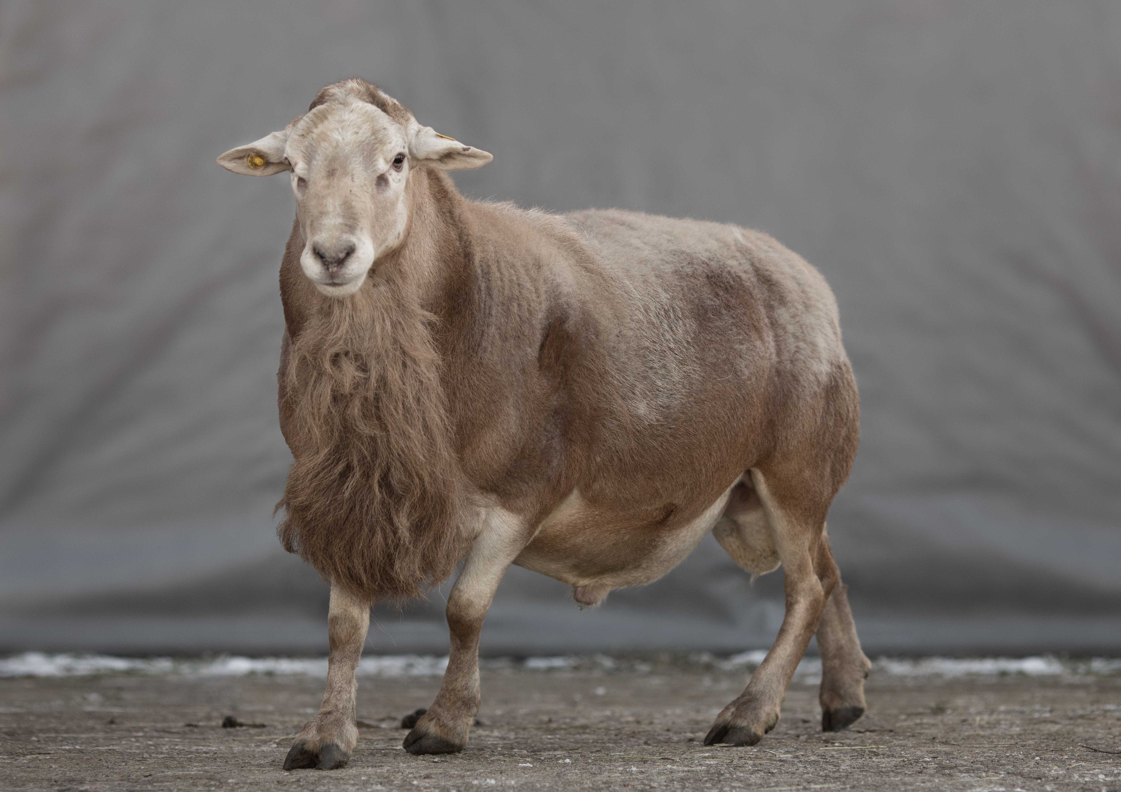 Катумские овцы: описание породы с фото и видео