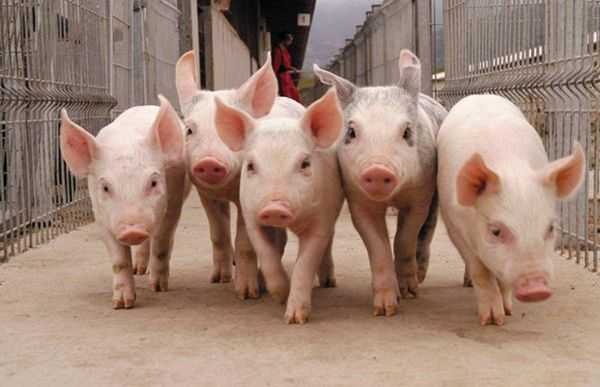 Племенное свиноводство | причины выбраковки свиноматок