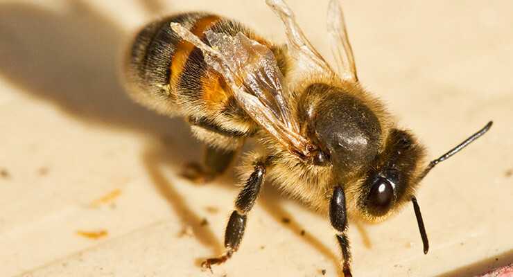 Изыскание средств санации и дезинфекции при аскосферозе пчел  шишко алексей альфредович