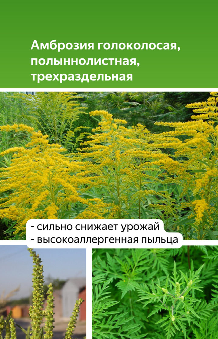 Карантин растений | справочник пестициды.ru