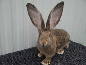 Кролики фландр - описание, виды, выбор, содержание, плюсы и минусы породы.