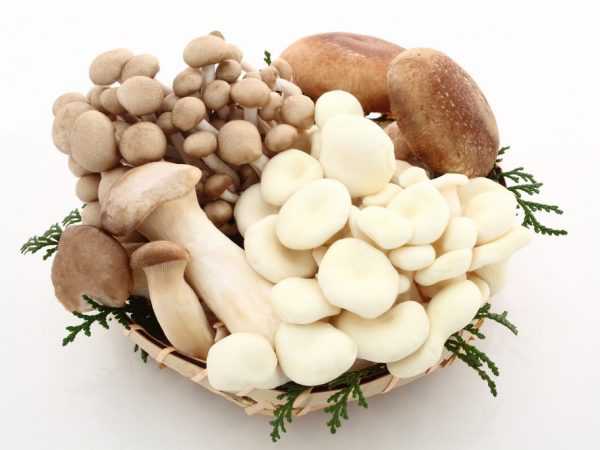 Лиофиллюм крупноспоровый (lyophyllum macrosporum) –  грибы сибири