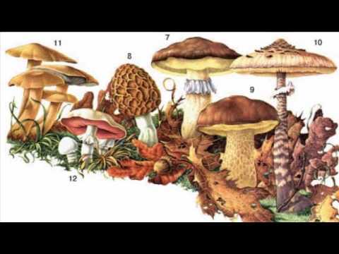 Съедобные грибы | белый гриб | рыжик | подберезовик | подосиновик