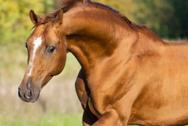 Донская лошадь: характеристика, фото, масти, отзывы
