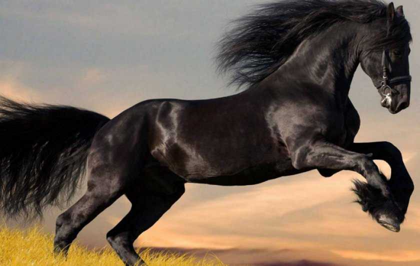 Фризская лошадь: описание породы, фото. Современные типы, отзывы владельцев.