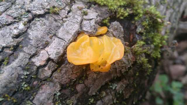 Дрожалка оранжевая (tremella mesenterica)