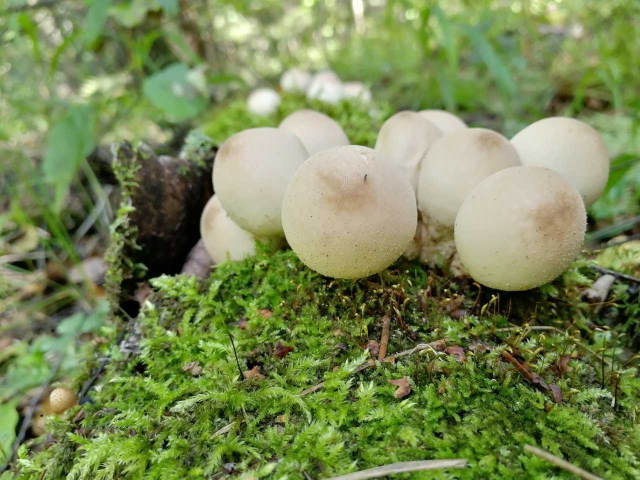 Съедобны ли дождевики грибы. дождевик съедобный (lycoperdon perlatum). | дачная жизнь