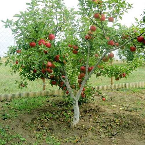 Сорт яблони мельба: его сильные и слабые стороны