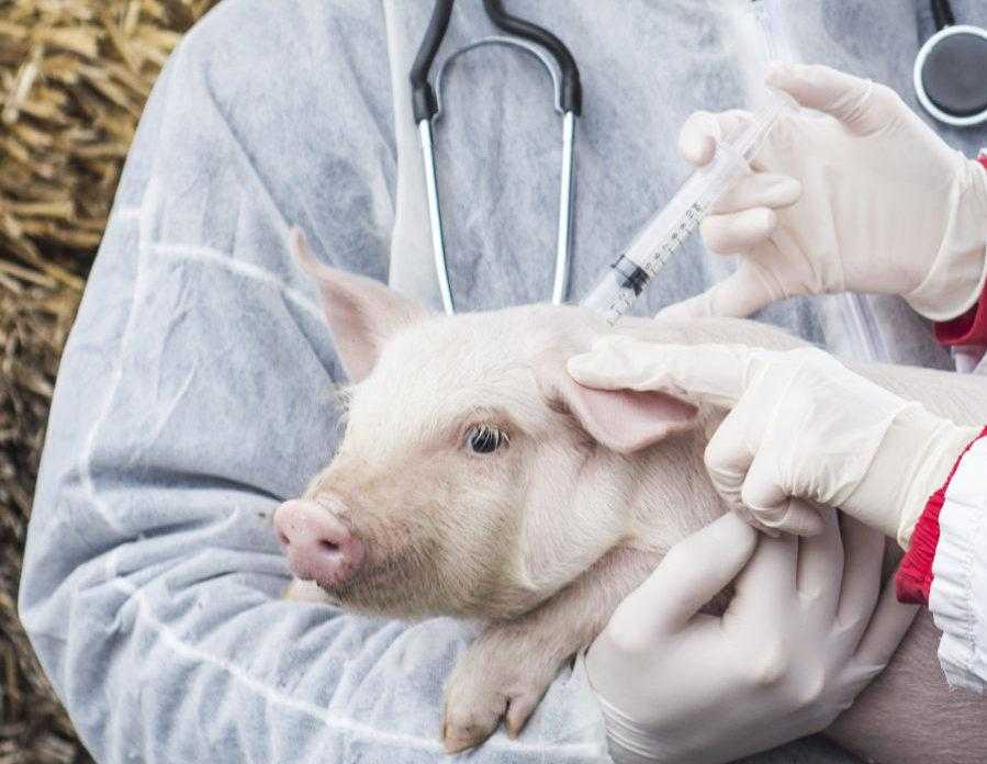 Прививки поросятам: схема вакцинации, вакцины и другие уколы свиньям с рождения в домашних условиях