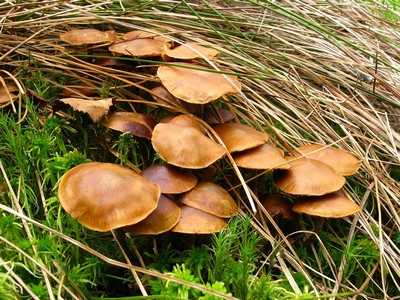 Галерина окаймлённая (galerina marginata): как отличить от опят
