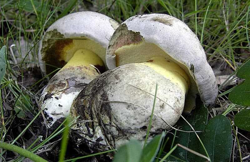 Бокальчик олла – гриб, похожий на стакан с каштанами