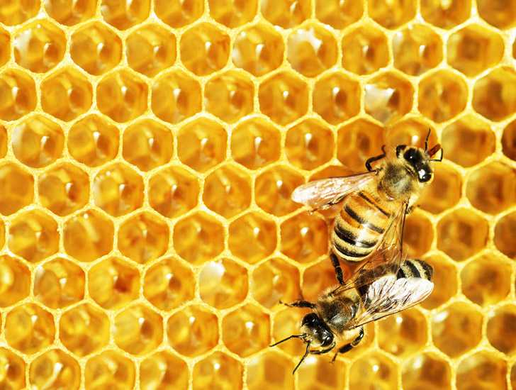 Что пчелы едят зимой — пыльцу, мед или подкормку?