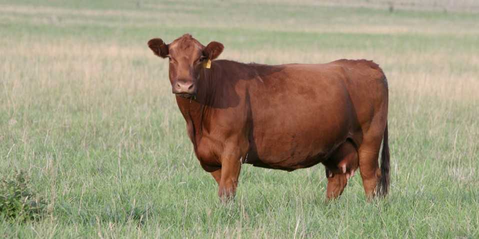 Бестужевская порода коров: характеристика и описание крс