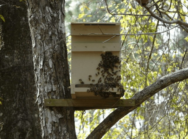 Как поймать рой пчел в пустой улей: эффективные методы
