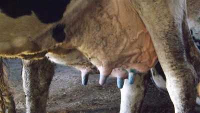 Ящур у коров - болезни коров