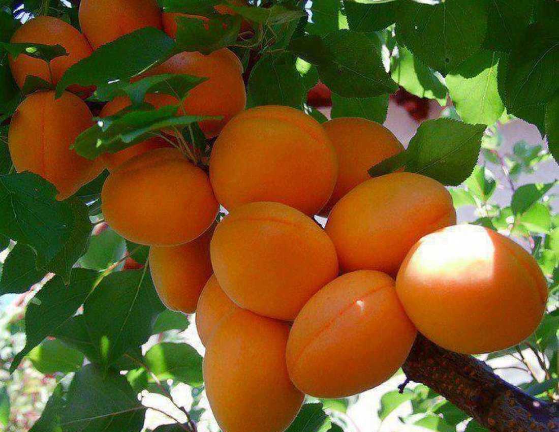 Лучшие сорта зимостойких абрикосов