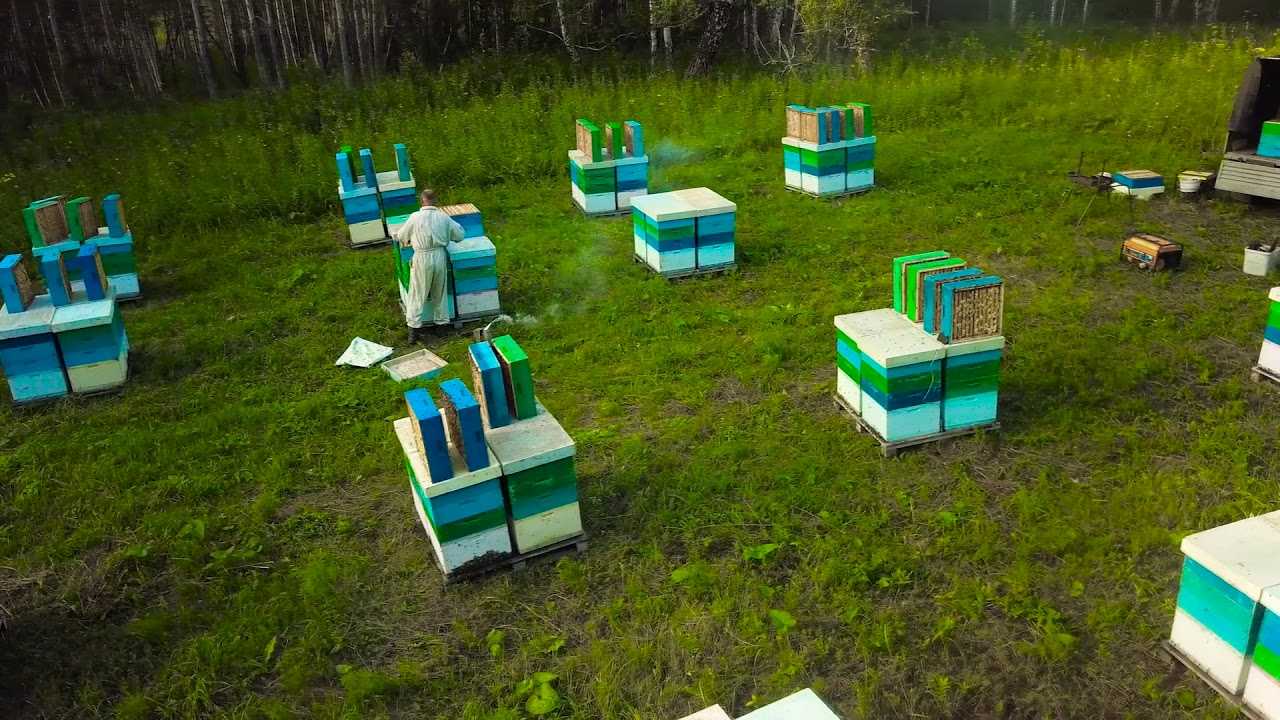 Промышленное пчеловодство в россии - современные технологии и шаги пчеловодства | cельхозпортал