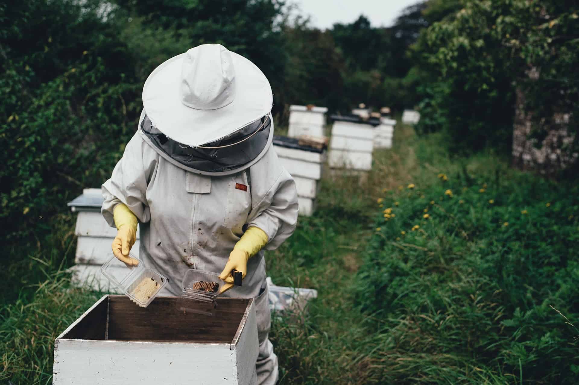 Пчеловодство для начинающих: с чего начать и как стать опытным пчеловодом