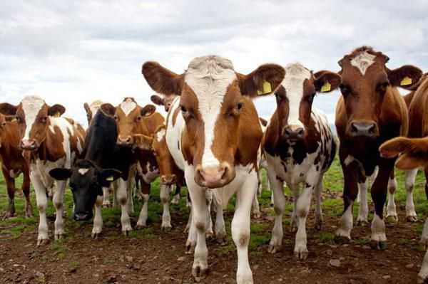 Айрширская порода коров: характеристика и описание
