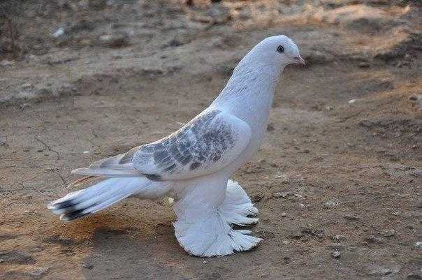 Небесные акробаты: турецкие голуби такла