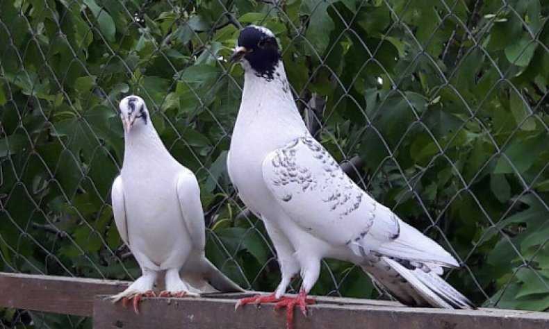 Бойные голуби: характеристики и виды, особенности отбора и выгона, покупка