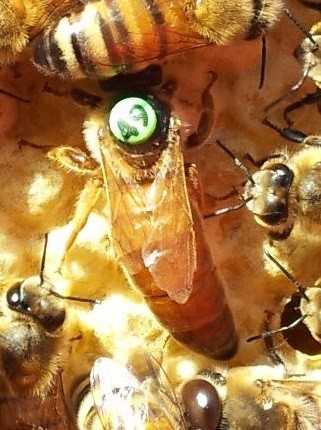 Пчелы породы бакфаст — описание, достоинства, особенности